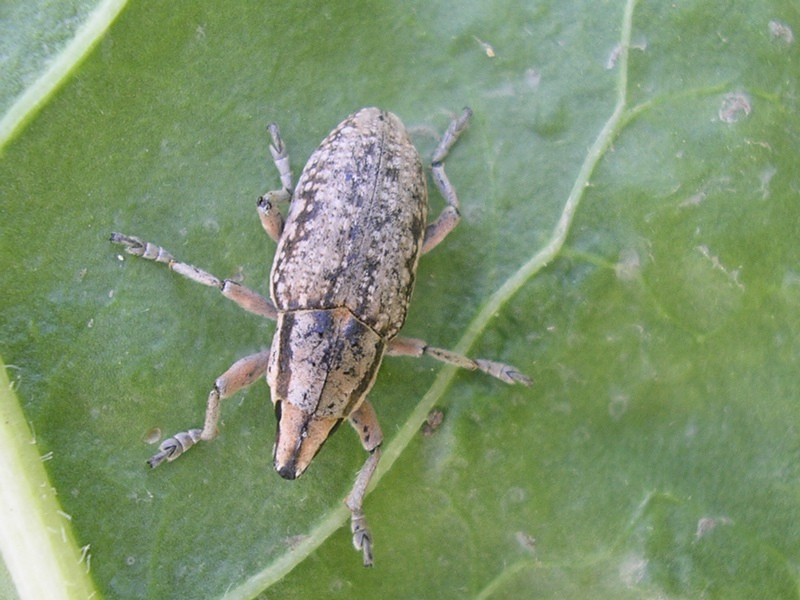 Curculionidi del Molise